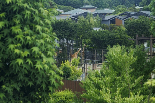 遠くのキリン / 京都市左京区